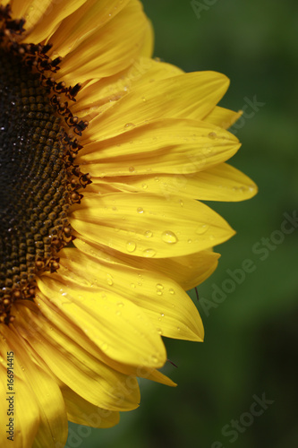 Macro shot of sunflower petals in garden