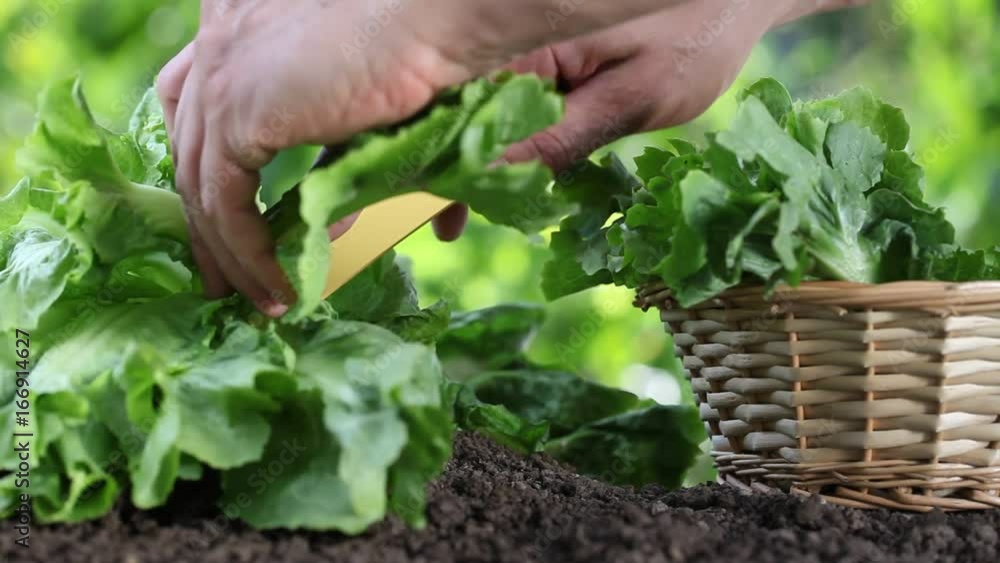 Hands picking lettuce with basket, plant in vegetable garden, close up Hands picking lettuce with basket, plant in vegetable garden, close up