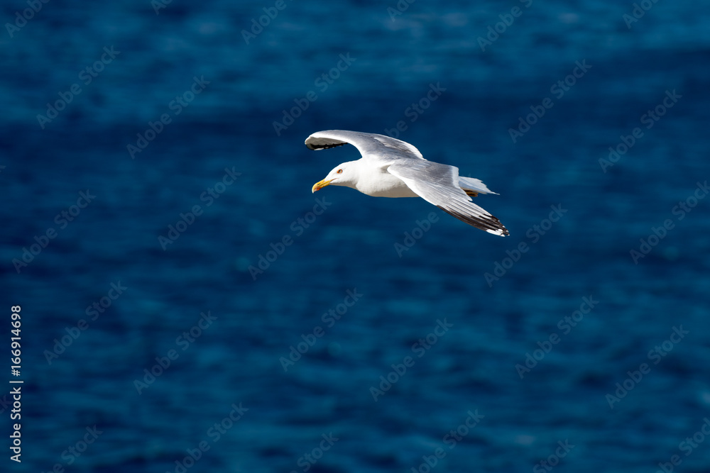 Single Seagull Flying Bird with Open Wings on Clear Blue Sea Single Seagull Flying Bird with Open Wings on Clear Blue Sea
