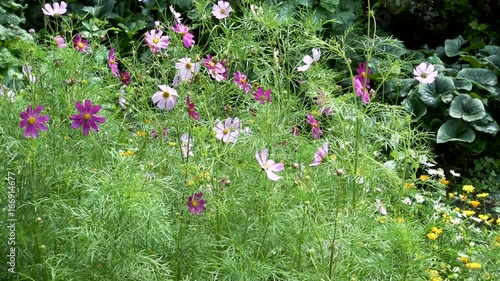 Pink cosmos flower in the garden. Summer uhd video