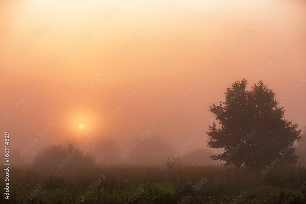 Summer misty meadow sunrise