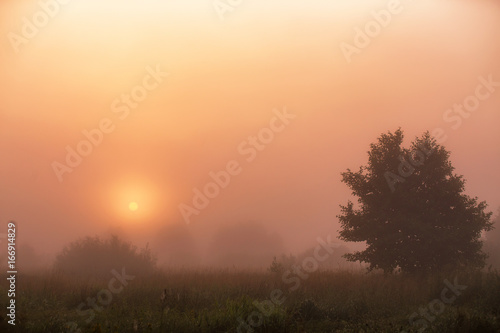 Summer misty meadow sunrise