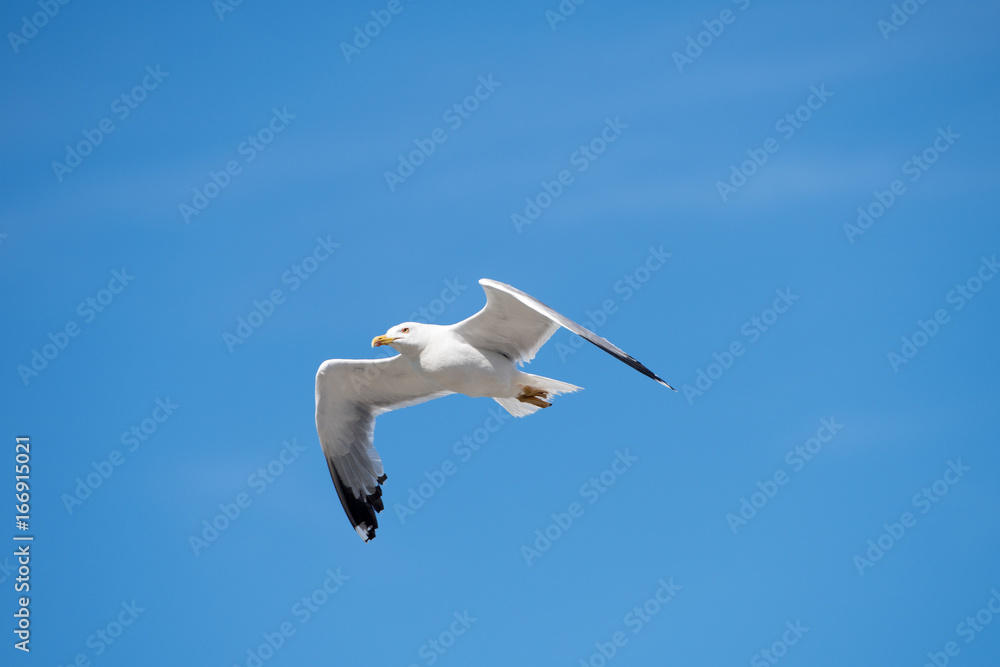 Fototapeta premium Single Seagull Flying Bird with Open Wings on Clear Blue Sky