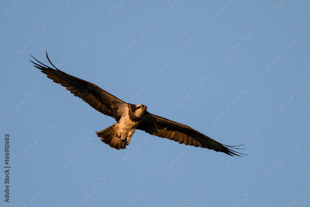 Naklejka premium Fischadler 2