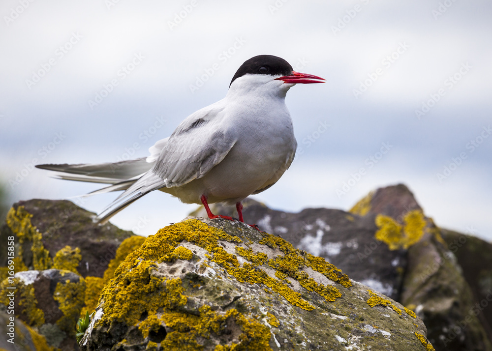 Naklejka premium Arctic Tern. Sea bird at annual nest site on the Farne Islands off the coast of Northumberland, England, UK.