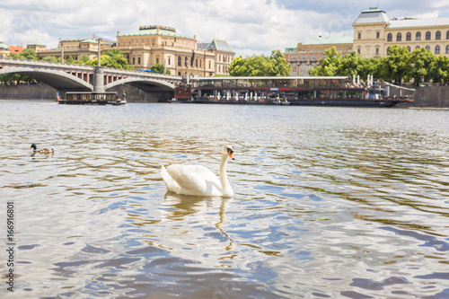 Swan on the river Vltava in Prague, capital city of Czech republic, near by Charles bridge.