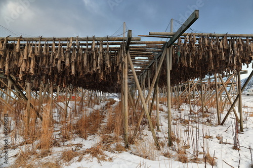 Wooden racks for drying skrei-codfish into stockfish. Toppoya island-Hamnoy-Reine-Moskenes-Lofoten-Norway. 0221