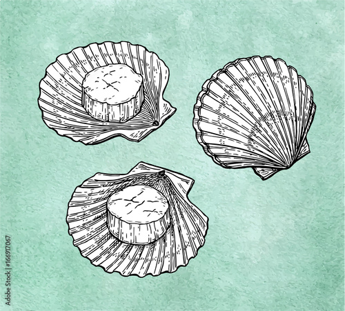 Scallops ink sketch