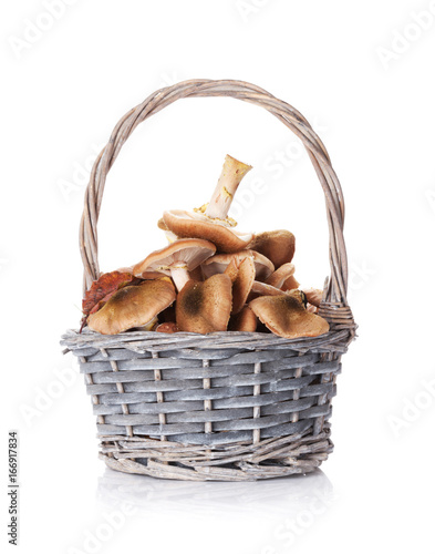 Autumn mushrooms basket
