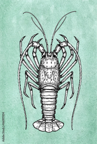Ink sketch of spiny lobster.
