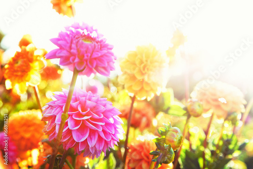 Wunderschöne Blumen im Sommer
