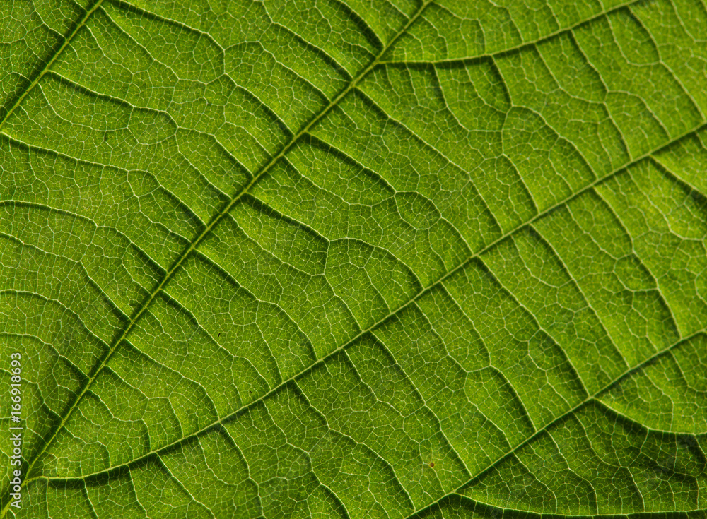 Makroaufnahme von einem grünen Blatt mit Blattstruktur Makroaufnahme von einem grünen Blatt mit Blattstruktur