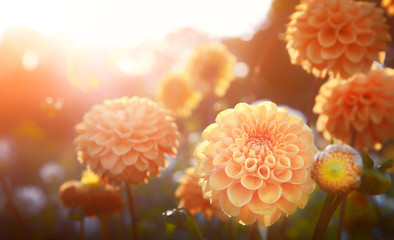 Keuken achterwand Dahlia Zomerbloemen in bloeiende tuin  © Thaut Images