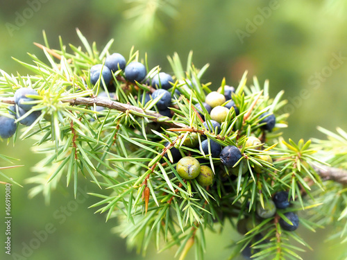 Juniper berries on bush branch