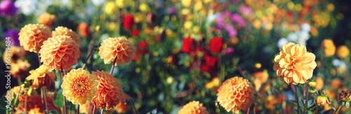 Wunderschöne Blumen im Sommer