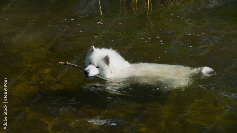 Fototapeta premium Samoyed dog in the water with a stick.