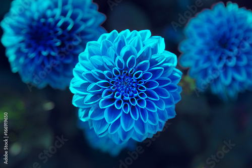 Fototapeta Naklejka Na Ścianę i Meble -  Wunderschöne Blumen im Sommer