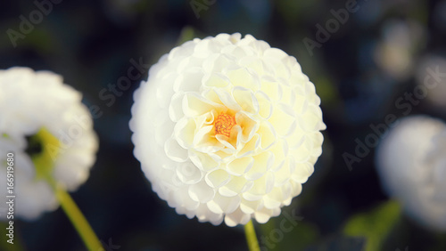 Fototapeta Naklejka Na Ścianę i Meble -  Wunderschöne Blumen im Sommer