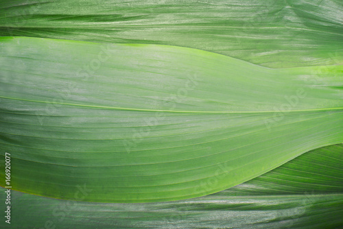 Green leaves, background © Francesco