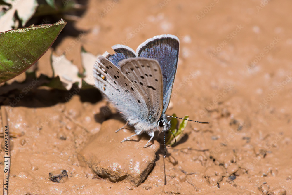 Fototapeta premium Eastern Tailed Blue Butterfly