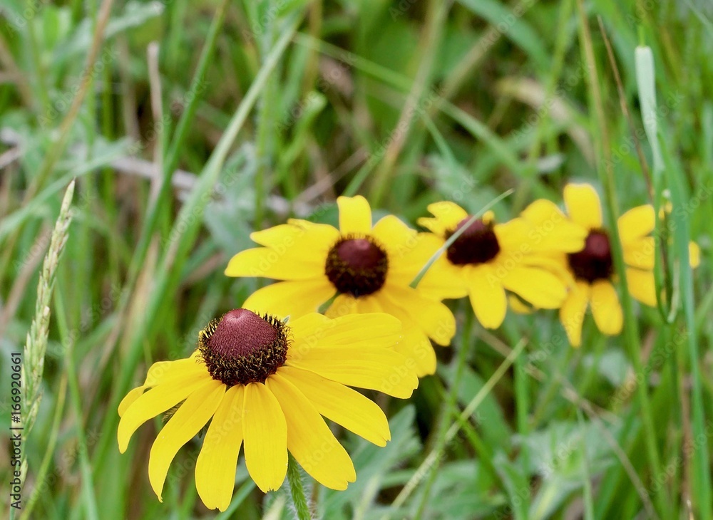 Black Eyed Susans