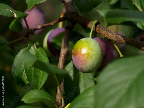 Not ripened fruits of plum