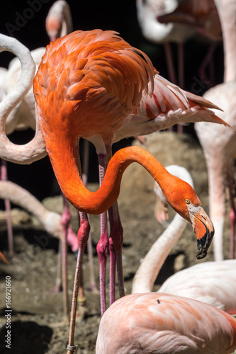 Kubaflamingo - Phoenicopterus ruber - Roter Flamingo