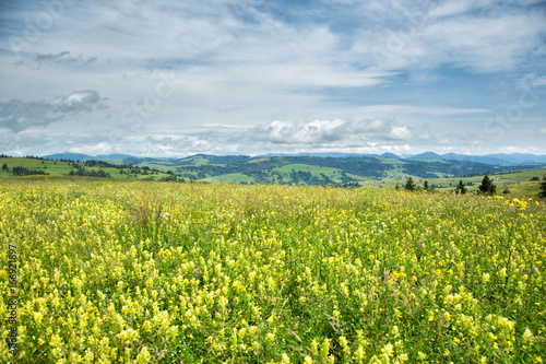 Beautiful meadow field with wildflowers against the background of mountains with clouds photo