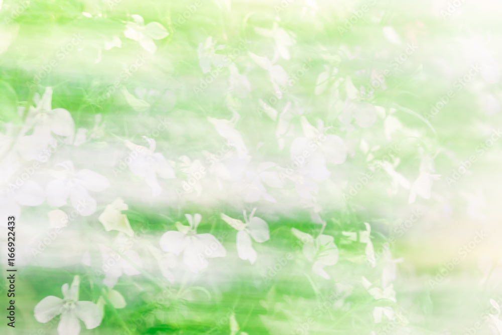 Natural green bright blur background of sunny summer flowers Natural green bright blur background of sunny summer flowers