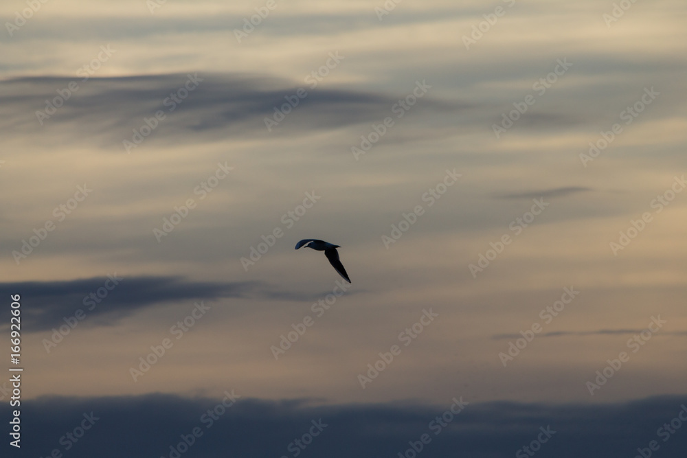 Obraz premium A silhouette of a bird flying against a sky with beautifully colored clouds at sunset