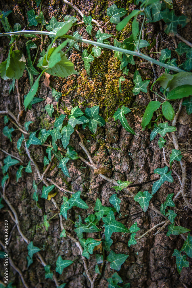 Fototapeta premium Edera su un tronco d'albero