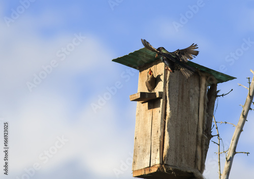 black Starling bird flies to feed their Chicks to the house in the spring