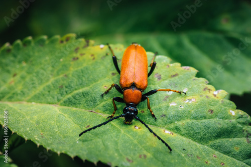 Closeup of a red beetle sitting on a green leaf
