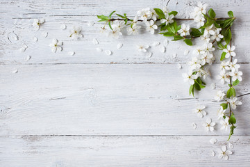 Background with flowering spring branches of plums, cherries