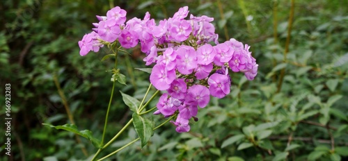 Smooth Phlox