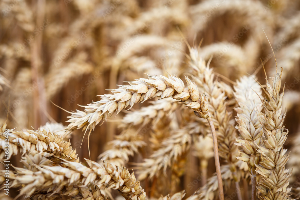 Golden ears of wheat on the field. Golden ears of wheat on the field.