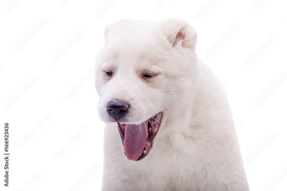 Portrait of a white middle-Asian Shepherd