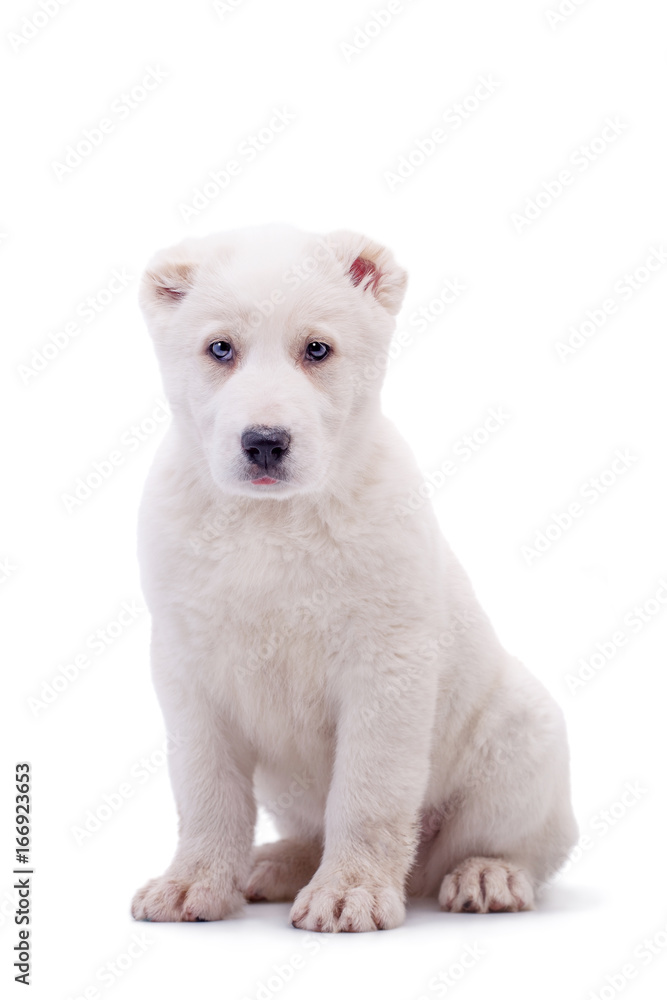 Obraz premium Portrait of a white middle-Asian Shepherd