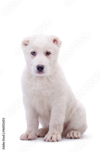 Portrait of a white middle-Asian Shepherd