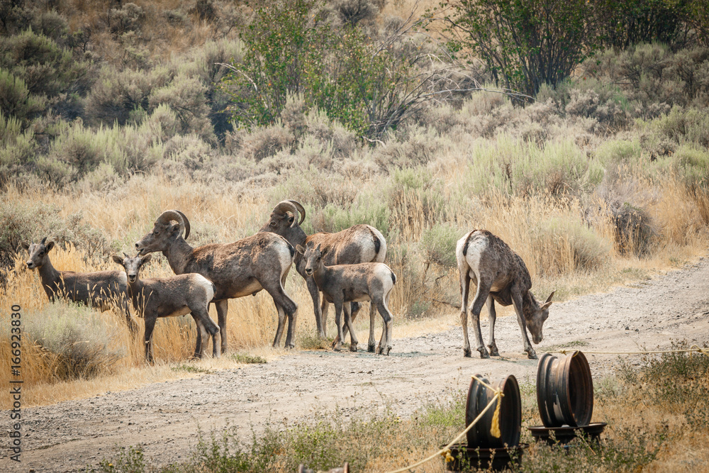 Fototapeta premium Big Horn Sheep 2