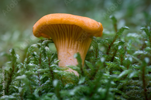 Closeup of a chanterelle fungus in green moss