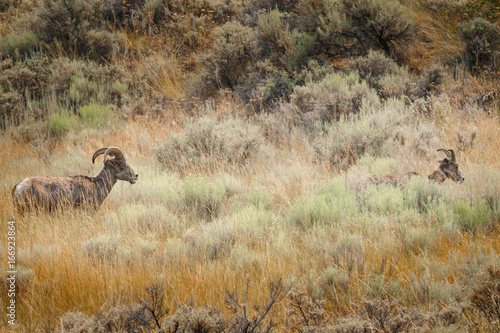 Big Horn Sheep 4 © Jason