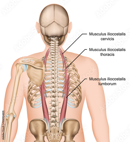 Anatomie des Musculus iliocostalis  photo