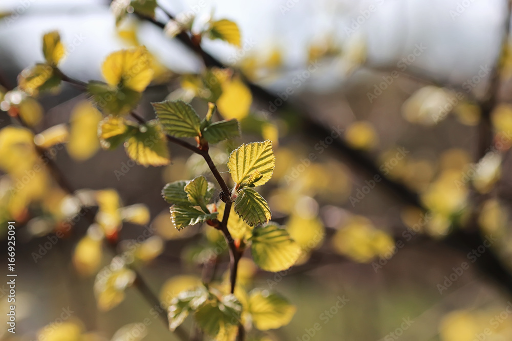 spring fresh leaves on a tree sunset spring fresh leaves on a tree sunset