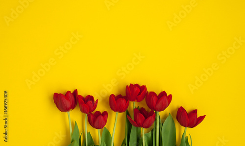 Red tulips on yellow