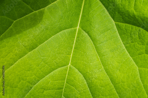Closeup of a large green summer leaf