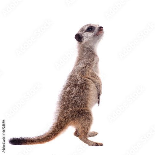 Fotografia The meerkat or suricate cub, 2 month old, on white