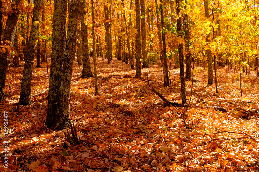 Obraz premium Fall in the Forest