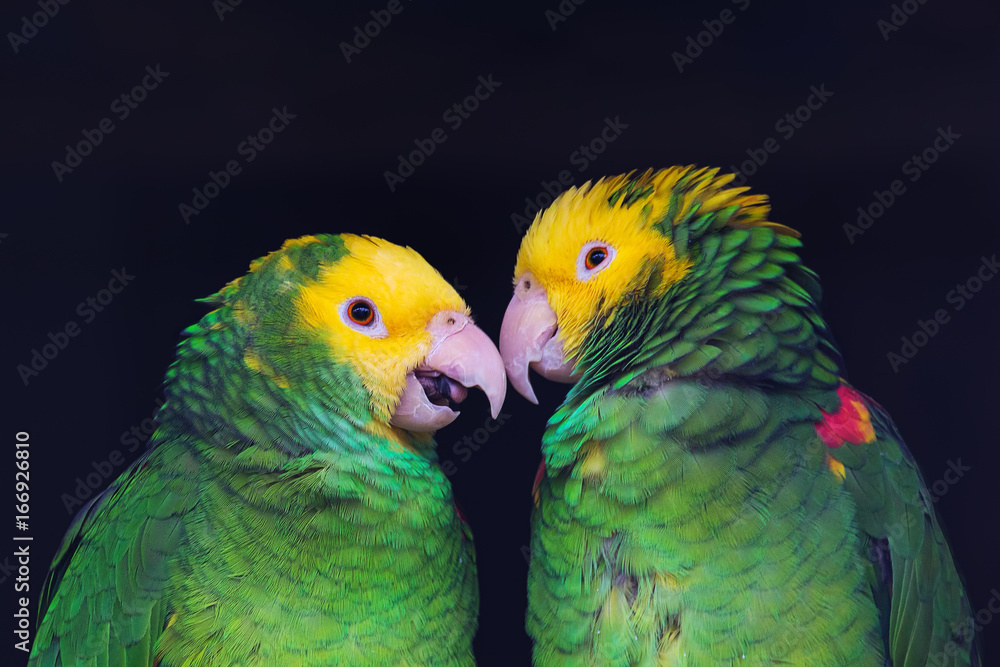 Two colorful parrots in friendly talk, Amazona ochrocephala oratrix, portrait.