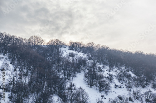 beautiful winter forest at sunset